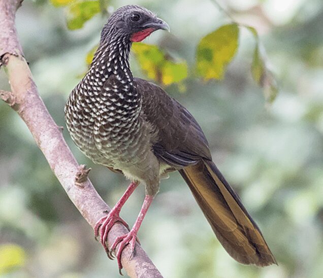 Katta kokraklar dunyosi porno rasmlar